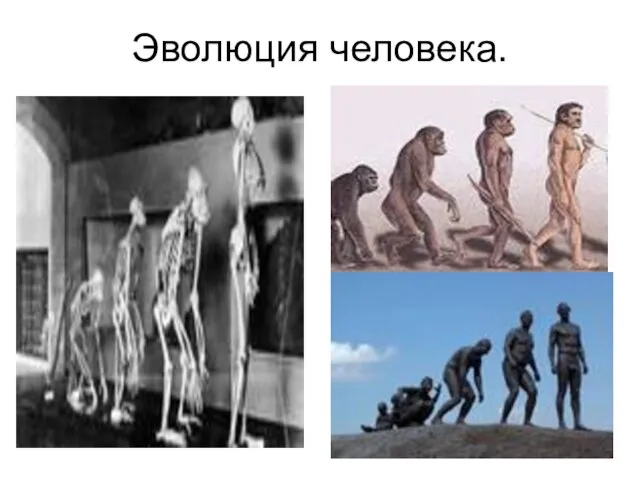 Эволюция человека.