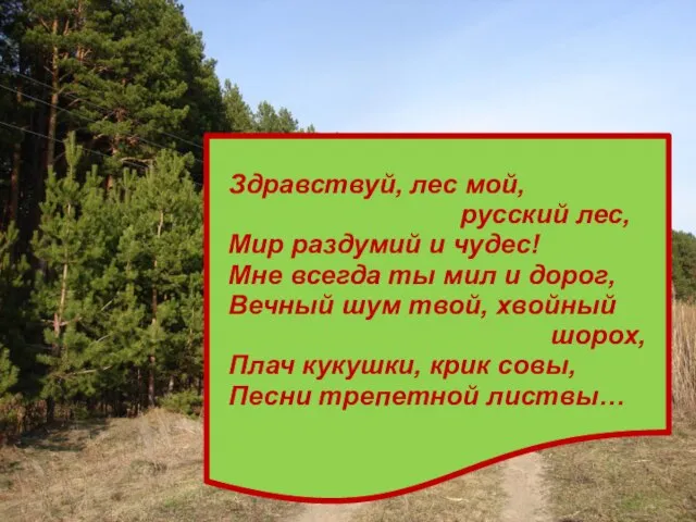 Здравствуй, лес мой, русский лес, Мир раздумий и чудес! Мне всегда ты