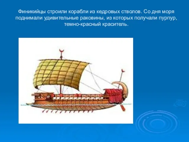 Финикийцы строили корабли из кедровых стволов. Со дня моря поднимали удивительные раковины,