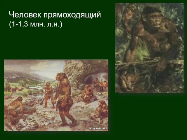 Человек прямоходящий (1-1,3 млн. л.н.)