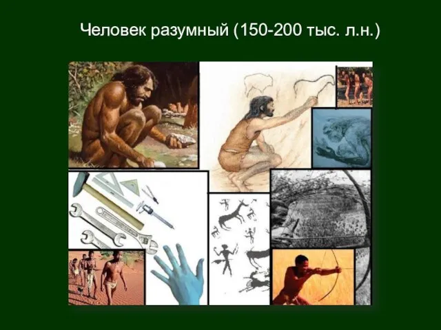 Человек разумный (150-200 тыс. л.н.)