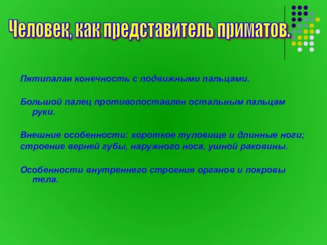 Пятипалая конечность с подвижными пальцами. Большой палец противопоставлен остальным пальцам руки. Внешние