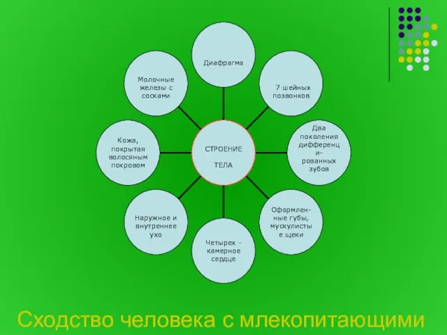 Сходство человека с млекопитающими