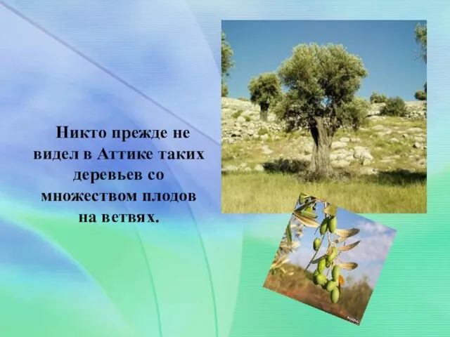 . Никто прежде не видел в Аттике таких деревьев со множеством плодов на ветвях.