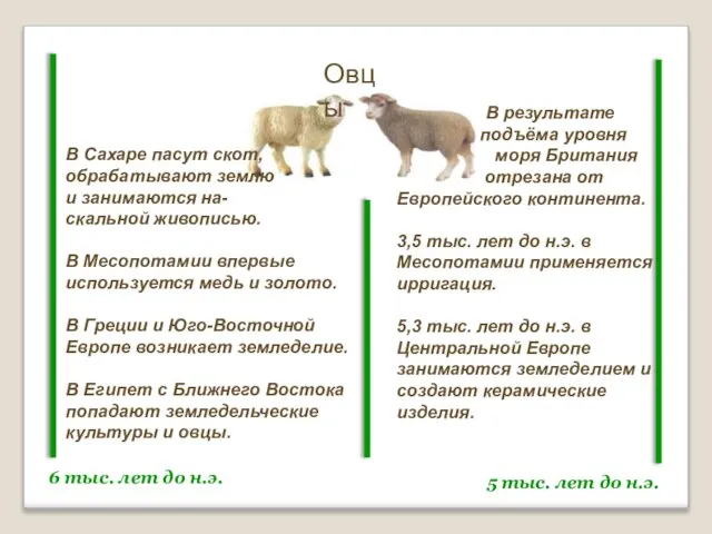 Овцы 6 тыс. лет до н.э. 5 тыс. лет до н.э. В