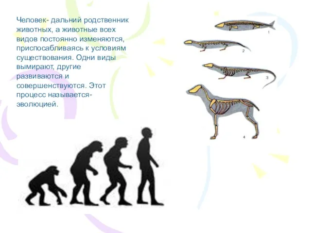 Человек- дальний родственник животных, а животные всех видов постоянно изменяются, приспосабливаясь к