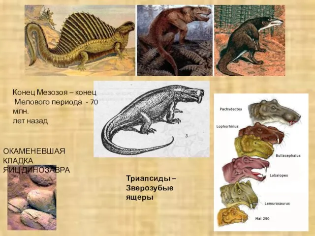 Триапсиды – Зверозубые ящеры ОКАМЕНЕВШАЯ КЛАДКА ЯИЦ ДИНОЗАВРА Конец Мезозоя – конец