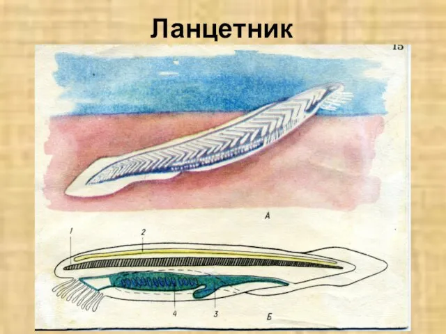 Ланцетник