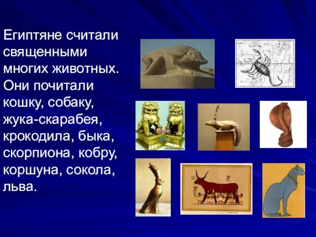 Египтяне считали священными многих животных. Они почитали кошку, собаку, жука-скарабея, крокодила, быка,