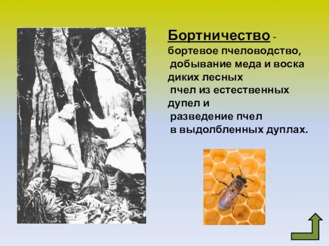 Бортничество - бортевое пчеловодство, добывание меда и воска диких лесных пчел из