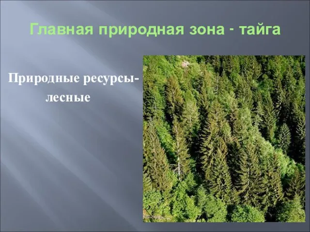 Главная природная зона - тайга Природные ресурсы- лесные