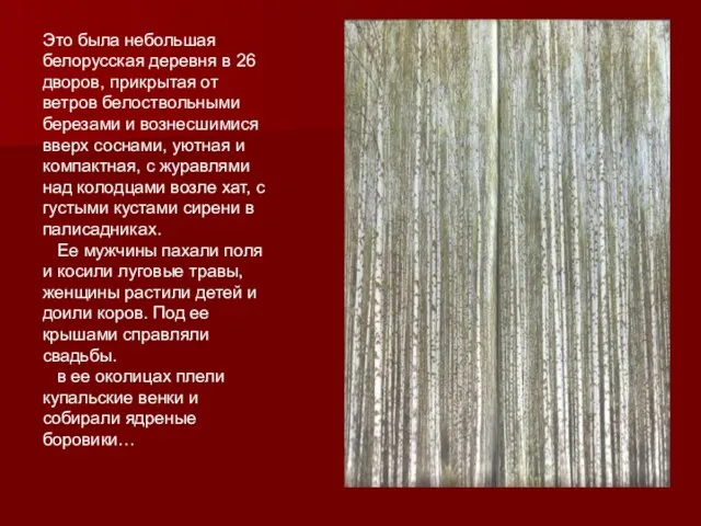 Это была небольшая белорусская деревня в 26 дворов, прикрытая от ветров белоствольными