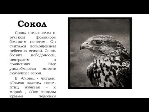 Сокол Сокол пользовался в русском фольклоре большим почетом. Он считался воплощением небесных