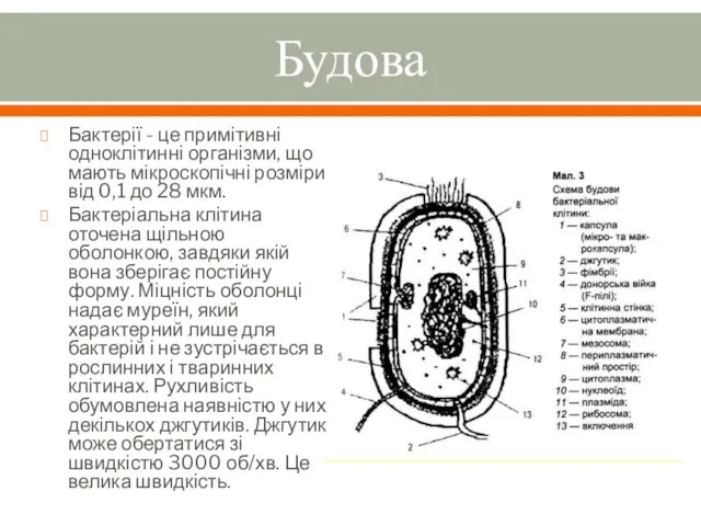 Будова Бактерії - це примітивні одноклітинні організми, що мають мікроскопічні розміри від