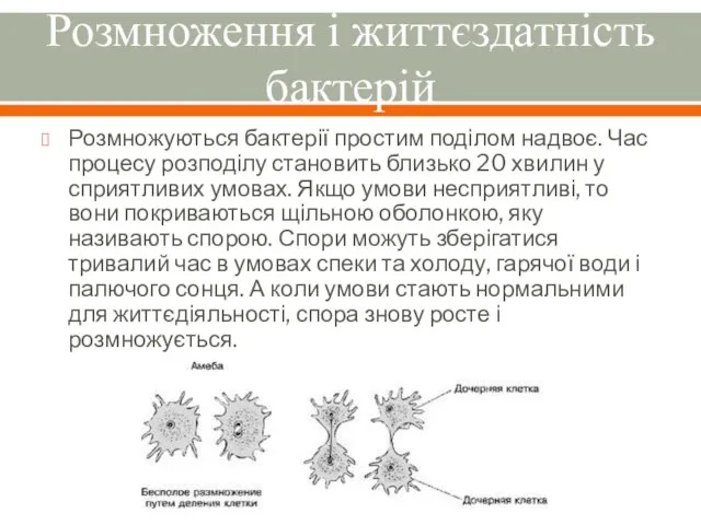 Розмноження і життєздатність бактерій Розмножуються бактерії простим поділом надвоє. Час процесу розподілу