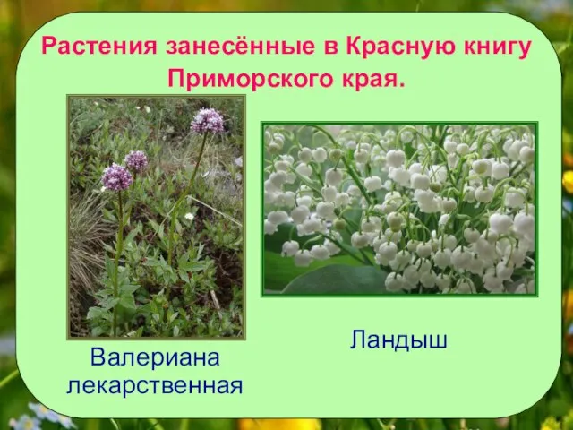 Растения занесённые в Красную книгу Приморского края. Валериана лекарственная Ландыш
