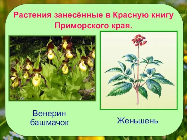 Растения занесённые в Красную книгу Приморского края. Венерин башмачок Женьшень