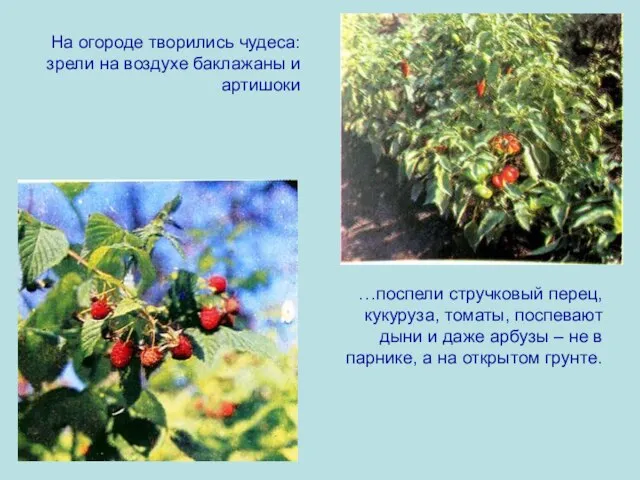 На огороде творились чудеса: зрели на воздухе баклажаны и артишоки …поспели стручковый