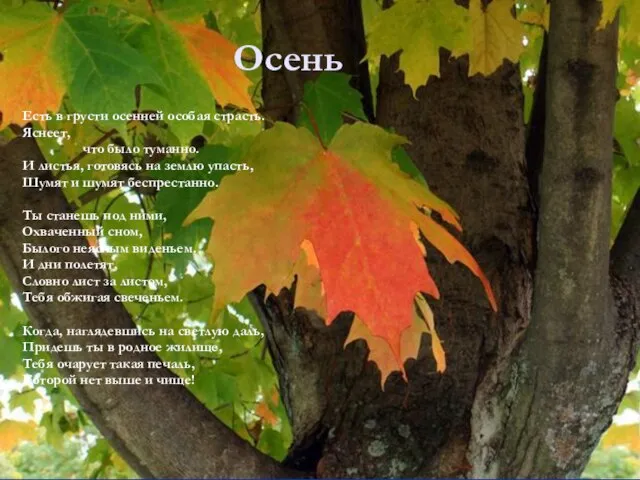 Осень Есть в грусти осенней особая страсть. Яснеет, что было туманно. И