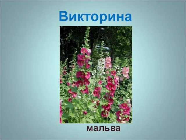 Викторина мальва