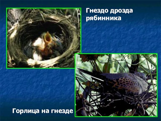Гнездо дрозда рябинника Горлица на гнезде