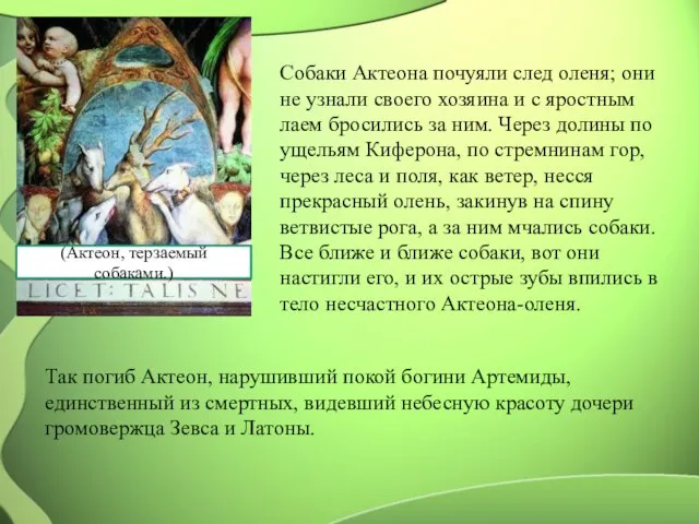 (Актеон, терзаемый собаками.) Собаки Актеона почуяли след оленя; они не узнали своего