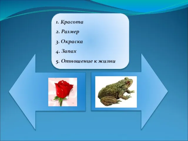 1. Красота 2. Размер 3. Окраска 4. Запах 5. Отношение к жизни