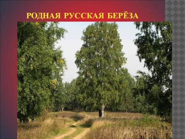 РОДНАЯ РУССКАЯ БЕРЁЗА