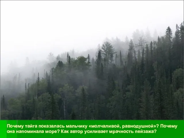 Почему тайга показалась мальчику «молчаливой, равнодушной»? Почему она напоминала море? Как автор усиливает мрачность пейзажа?