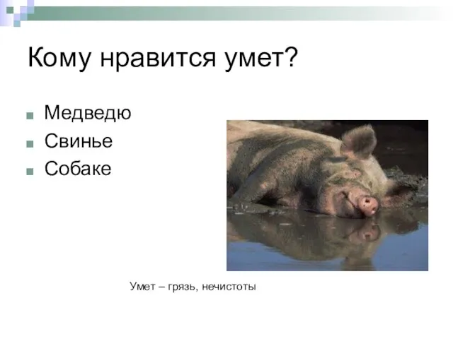 Кому нравится умет? Медведю Свинье Собаке Умет – грязь, нечистоты