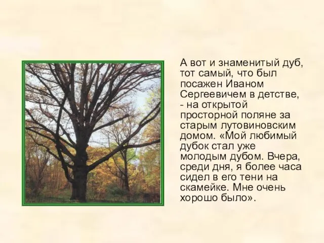 А вот и знаменитый дуб, тот самый, что был посажен Иваном Сергеевичем
