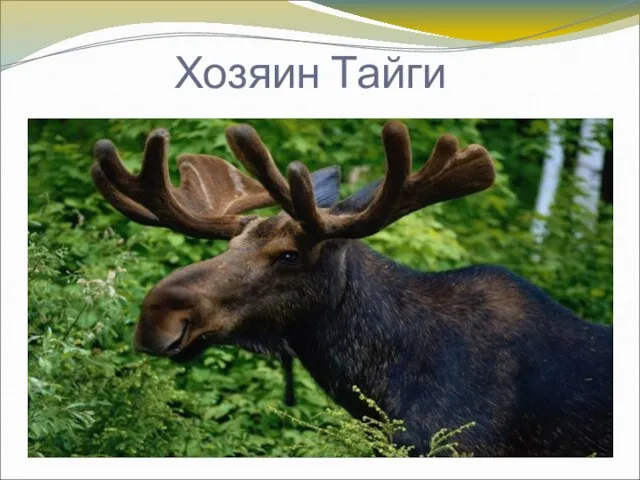 Хозяин Тайги