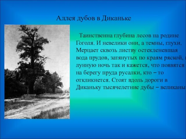 Аллея дубов в Диканьке Таинственна глубина лесов на родине Гоголя. И невелики