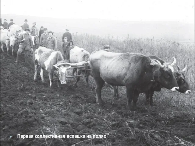 Первая коллективная вспашка на полях