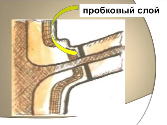 пробковый слой