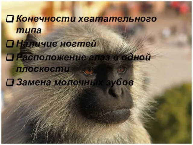 Конечности хватательного типа Наличие ногтей Расположение глаз в одной плоскости Замена молочных зубов