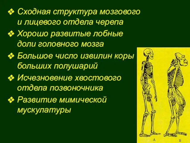 Сходная структура мозгового и лицевого отдела черепа Хорошо развитые лобные доли головного