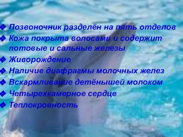 Позвоночник разделён на пять отделов Кожа покрыта волосами и содержит потовые и