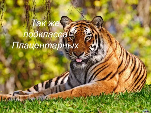 Так же подкласса Плацентарных