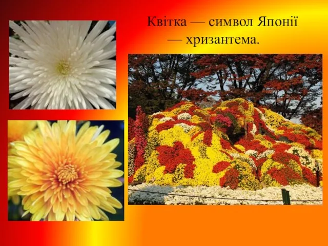 Квітка — символ Японії — хризантема.