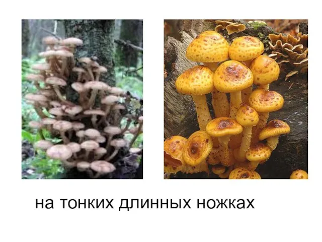 на тонких длинных ножках