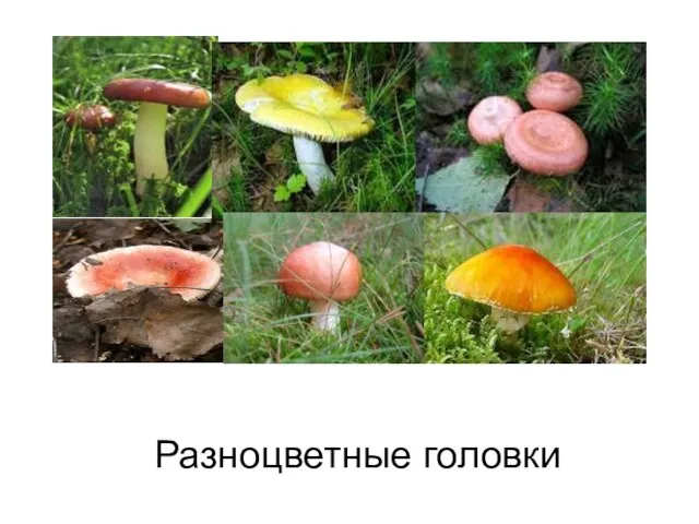 Разноцветные головки