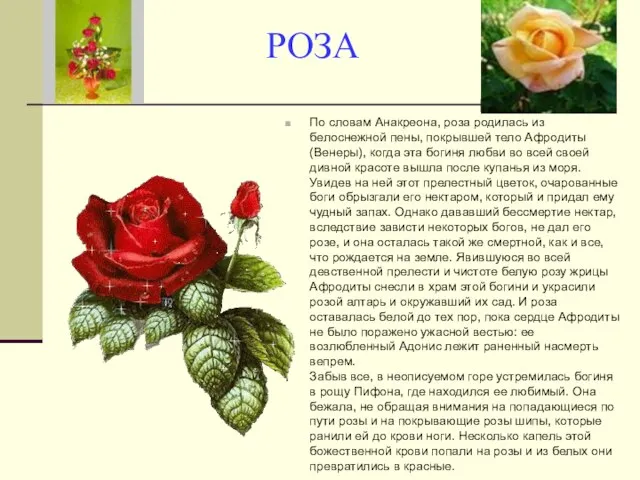 РОЗА По словам Анакреона, роза родилась из белоснежной пены, покрывшей тело Афродиты