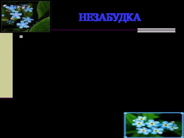 НЕЗАБУДКА Однажды Флора спустилась на землю и стала одаривать цветы именами. Всем