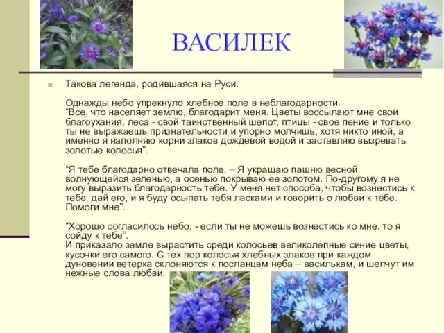 ВАСИЛЕК Такова легенда, родившаяся на Руси. Однажды небо упрекнуло хлебное поле в