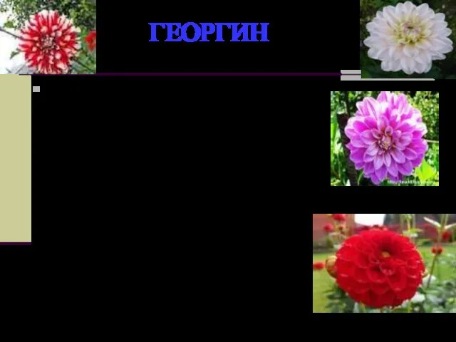 ГЕОРГИН В народе живет легенда, согласно которой этот красивый цветок обязан своим