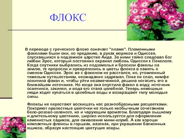 ФЛОКС В переводе с греческого флоко означает "пламя". Пламенными факелами были они,