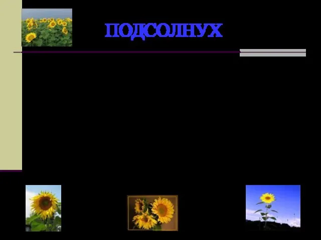 ПОДСОЛНУХ Греческий миф повествует о том, как Клития, дочь царя Вавилона, была