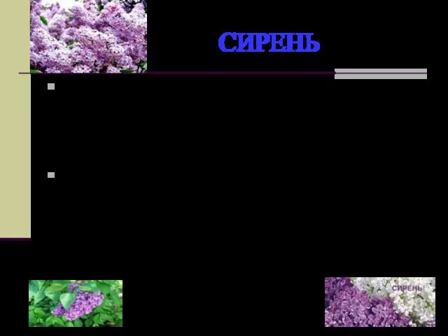 СИРЕНЬ Сирень получила свое имя от греческого сиринкс - трубка. В одной