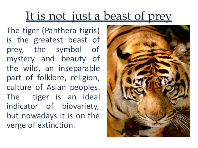 It is not just a beast of prey The tiger (Panthera tigris)